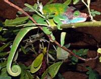 ����� �����, ���